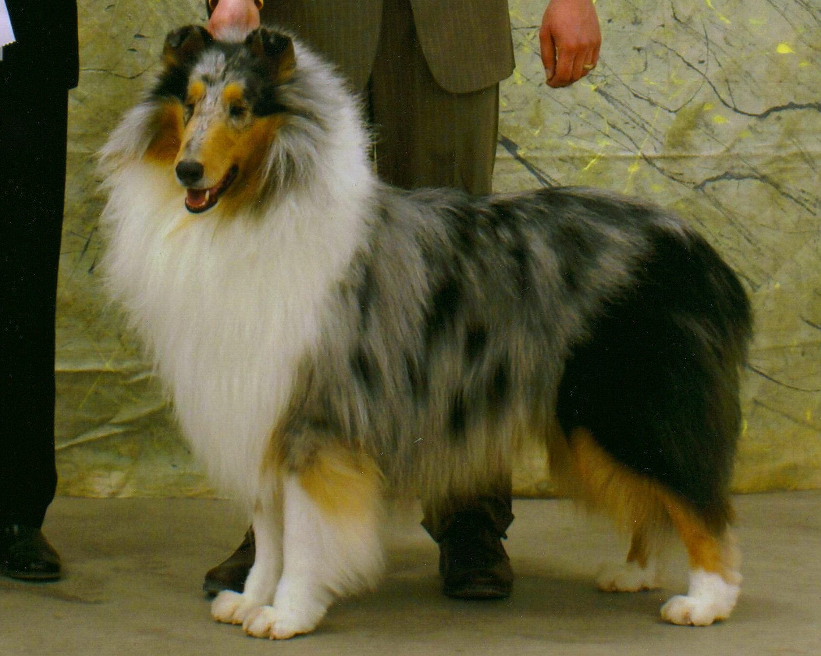 Collie Stud Dogs