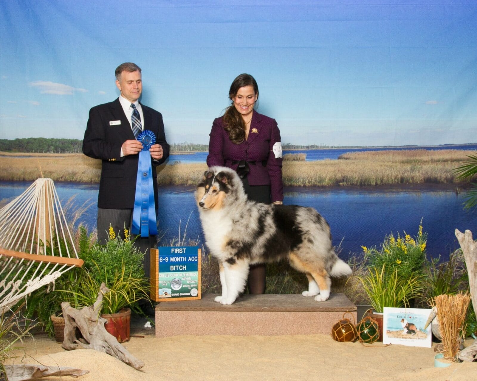 Blue Merle Collie puppy - Wyndlair Classique Envision