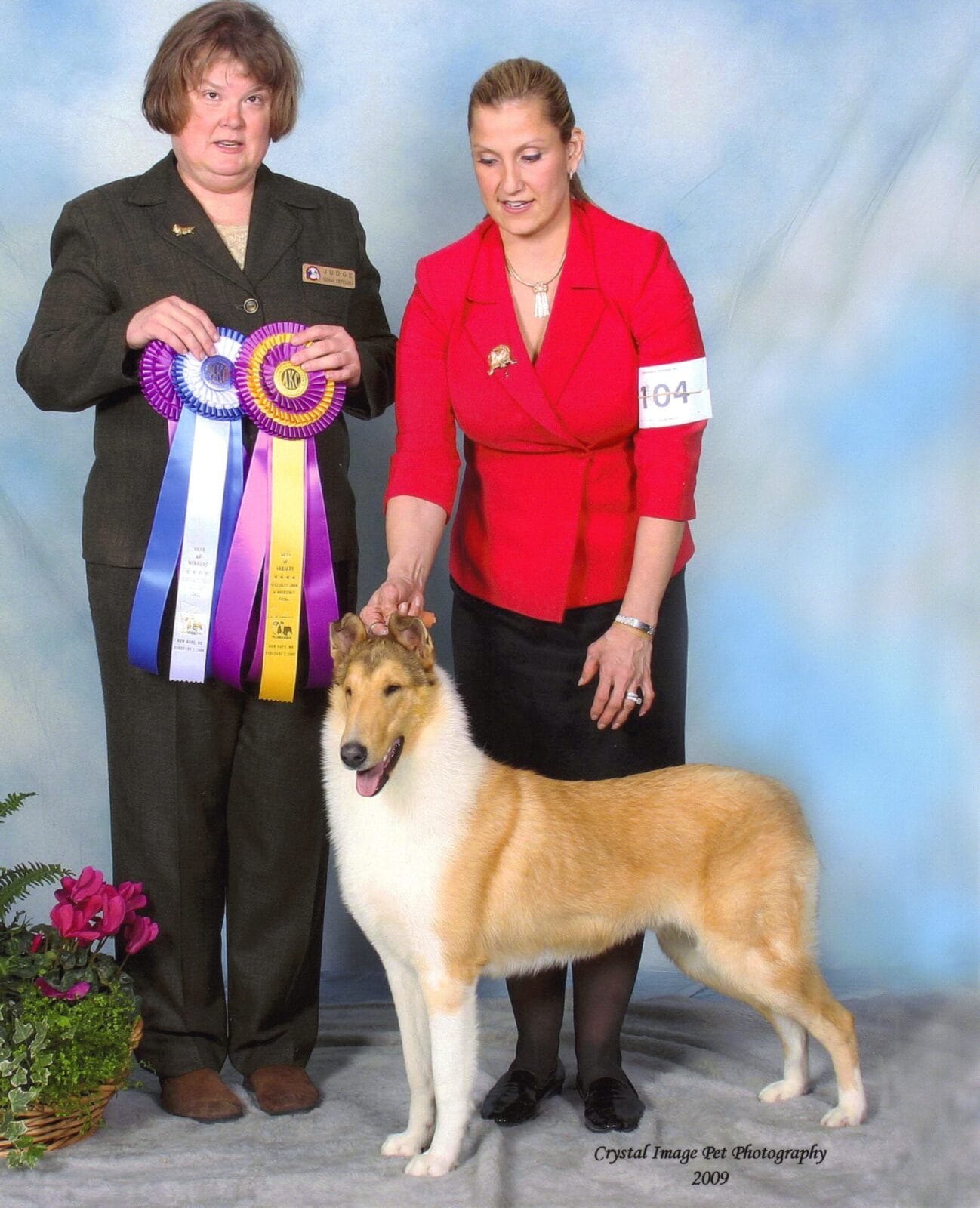 sable-merle-smooth-collie_classique-wyndlair-alliance_BOV-Minnesota-2009-Tefelski