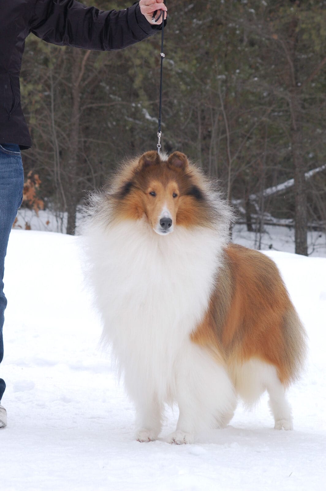 sable-rough-collie_wyndlair-polaris_0045