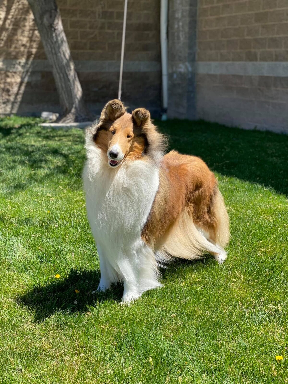 aurealis classical era sable collie