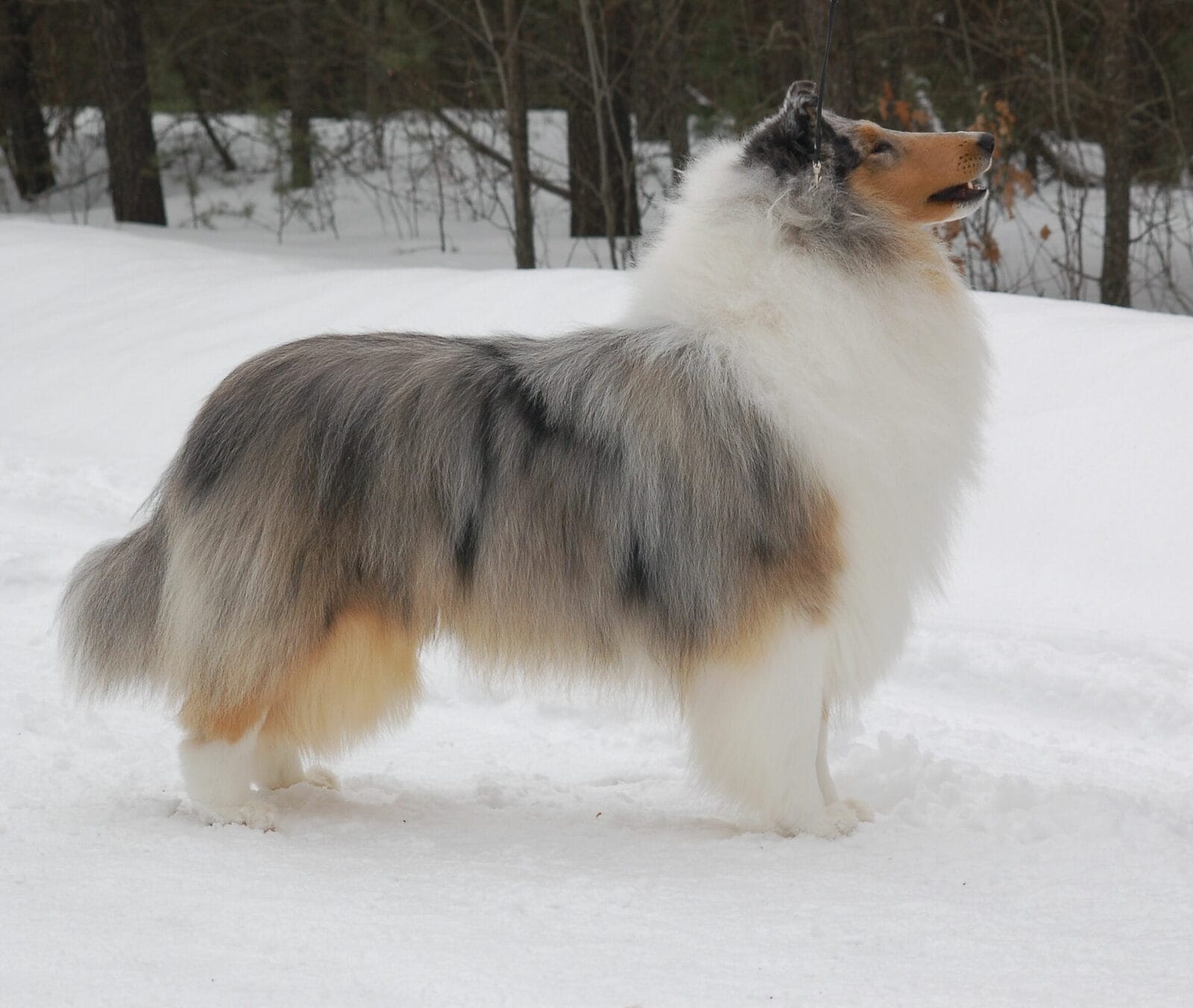 blue-merle-collie_wyndlair-point-given_0128