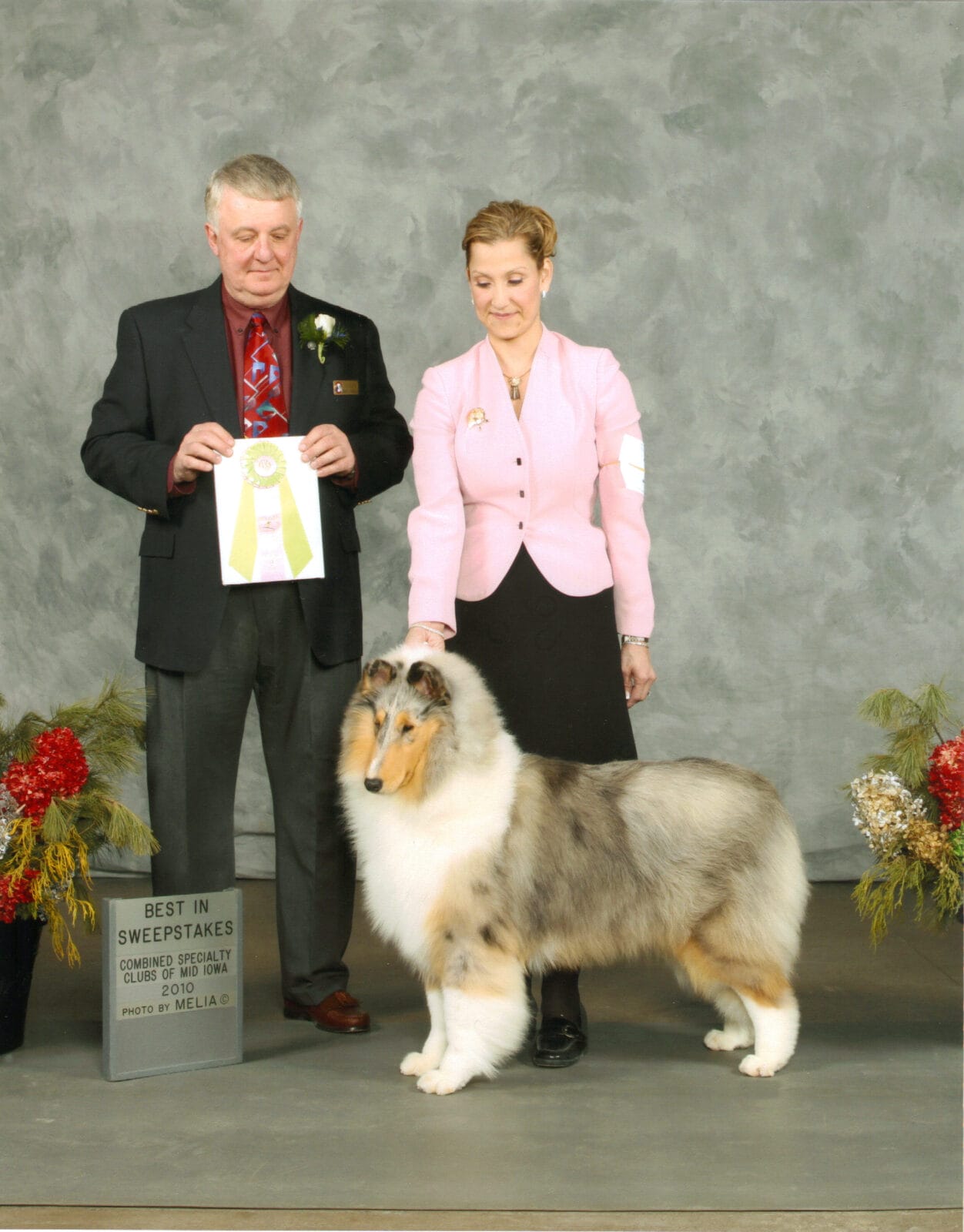 blue-merle-collie_wyndlair-rachel-alexandra_iowa