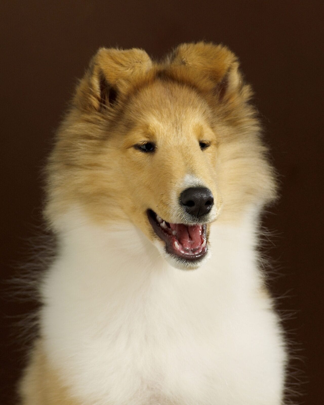 sable-rough-collie_wyndlair-madison-avenue_bust