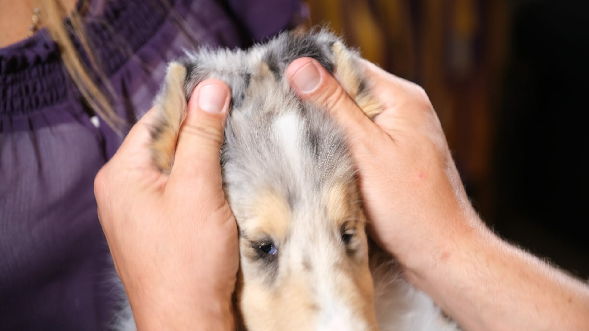 Mold Collie Puppy ears into proper form