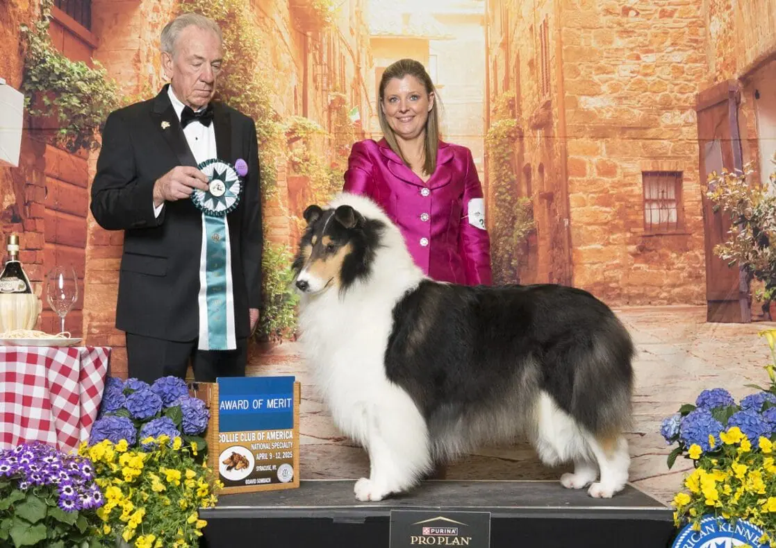 MBISS GCH Wyndlair Cherokee Independence | Wyndlair Collies