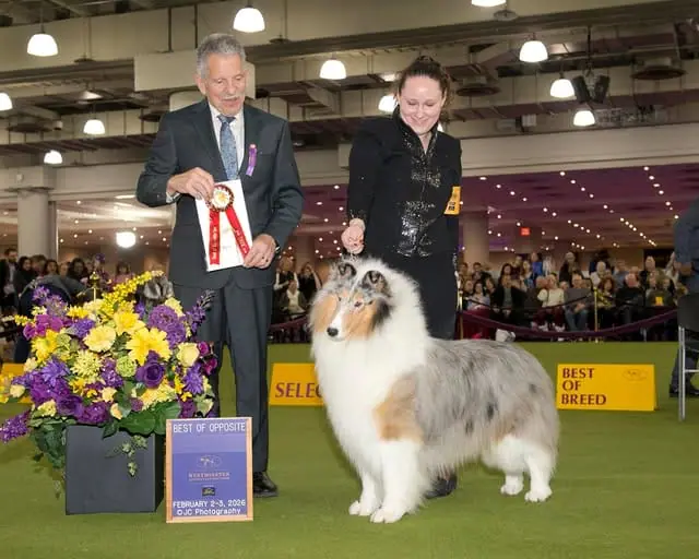 Our Collies | Wyndlair Collies