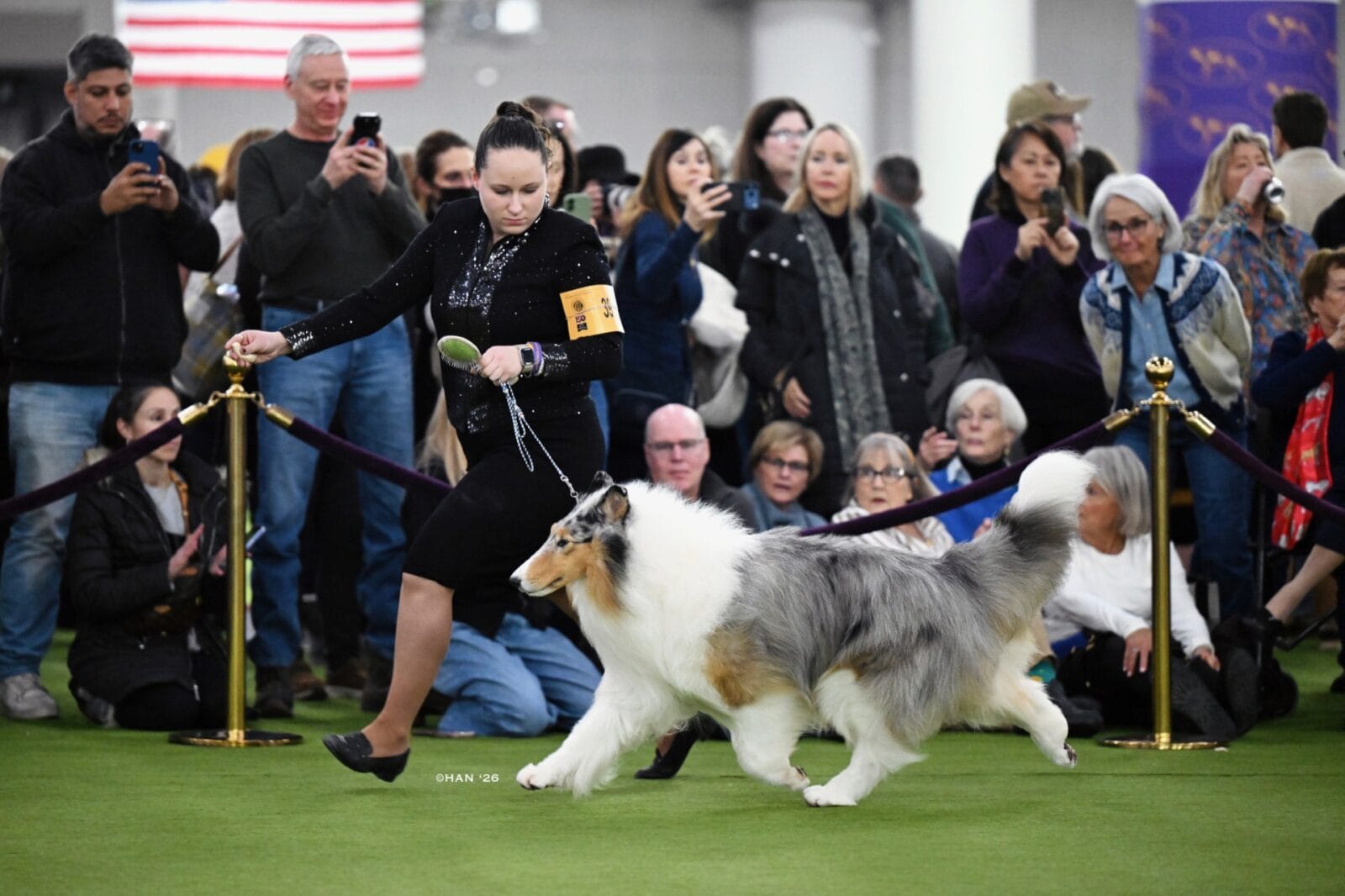 Wyndlair Titanium Westminster Dog Show-0a959c1d1b3c