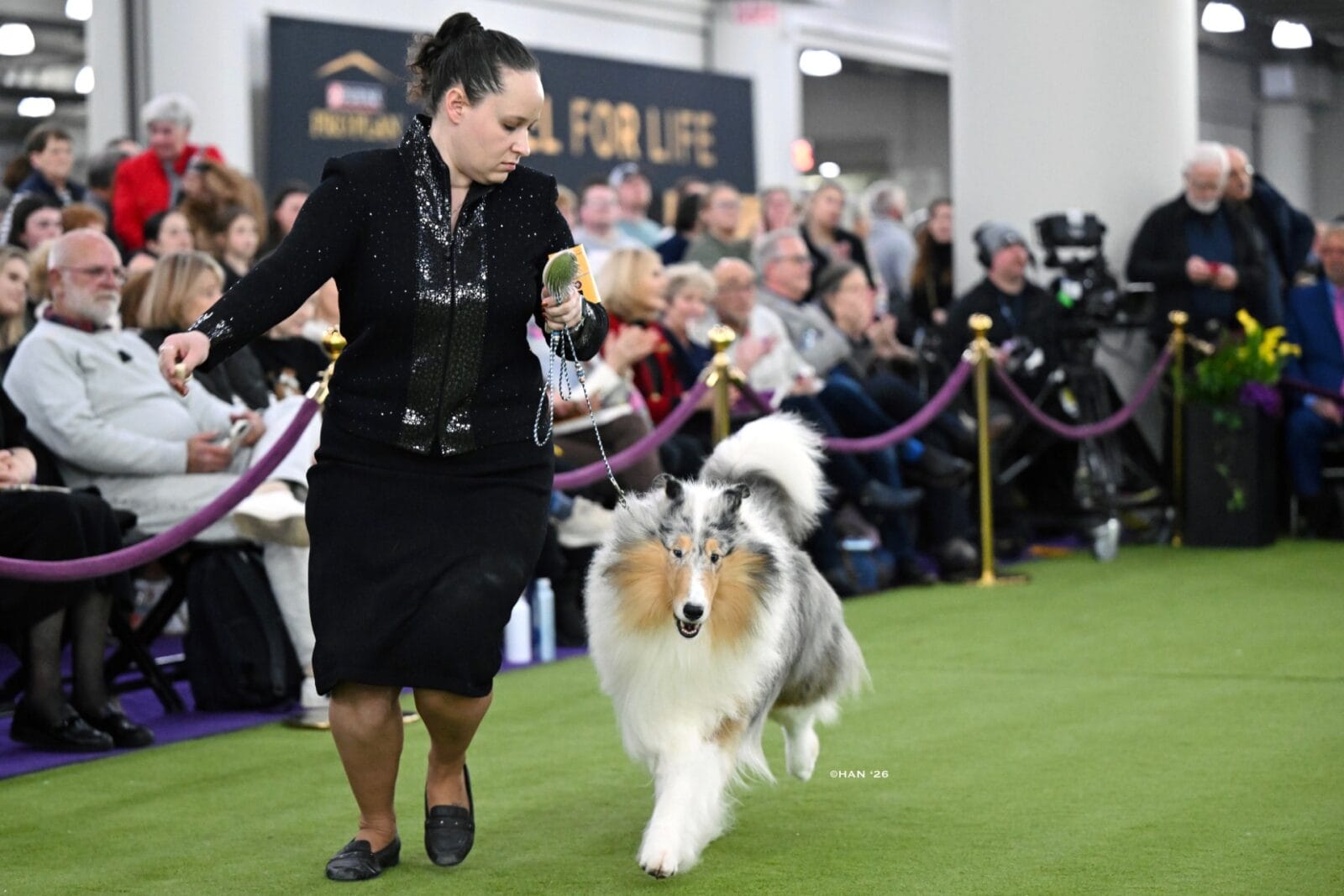 Wyndlair Titanium Westminster Dog Show-31f6f6e0ed43