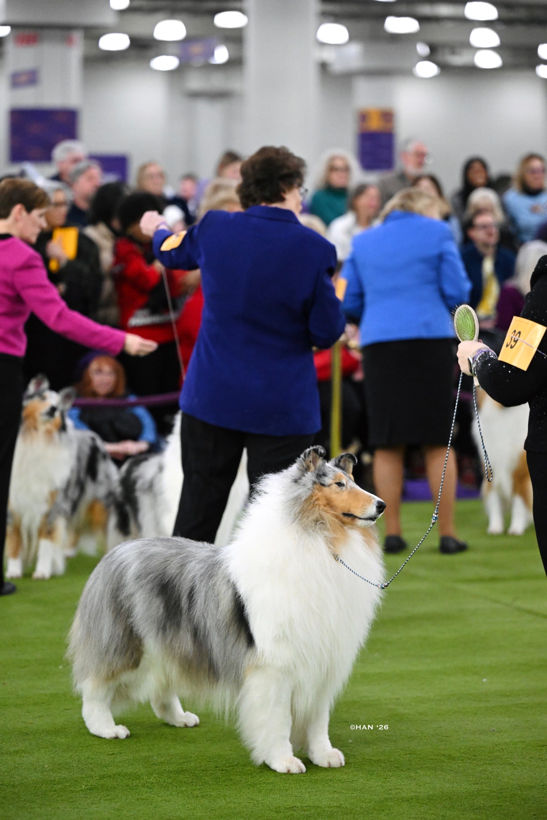 G1/MG2 BISS GCHB Wyndlair Titanium | Wyndlair Collies