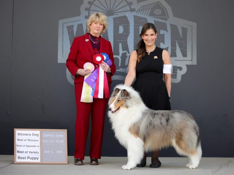 Wyndlair Constitution - AKC Blue Merle Rough Collie