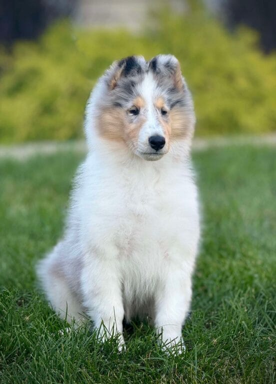 Wyndlair Luminescence - Blue Merle Collie Puppy