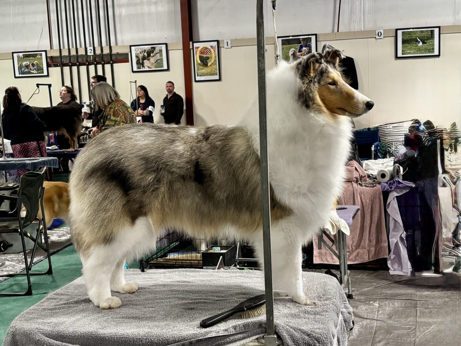 Ch. Wyndlair Anthems Reign - Standing on a grooming table in Chicago, Illinois