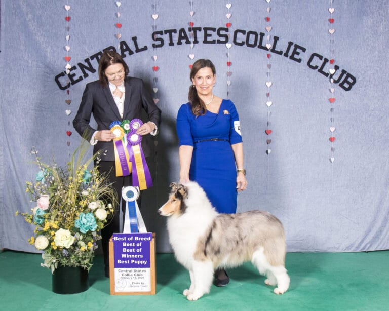 トップス Collie ribbon tops AM1336 Past Collies | Wyndlair Collies
