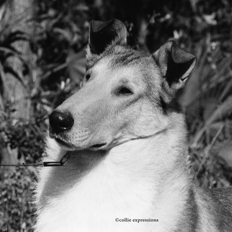 Ch Pinewynd's Sparkling Brut - Smooth Sable Collie