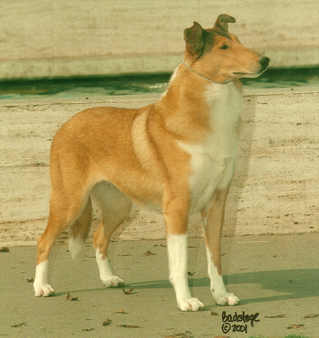 Ch. Blossom Hill Full Circle - Sable Smooth Collie - California