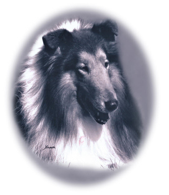 Ch. Tartanside The Gladiator - Sable Rough Collie