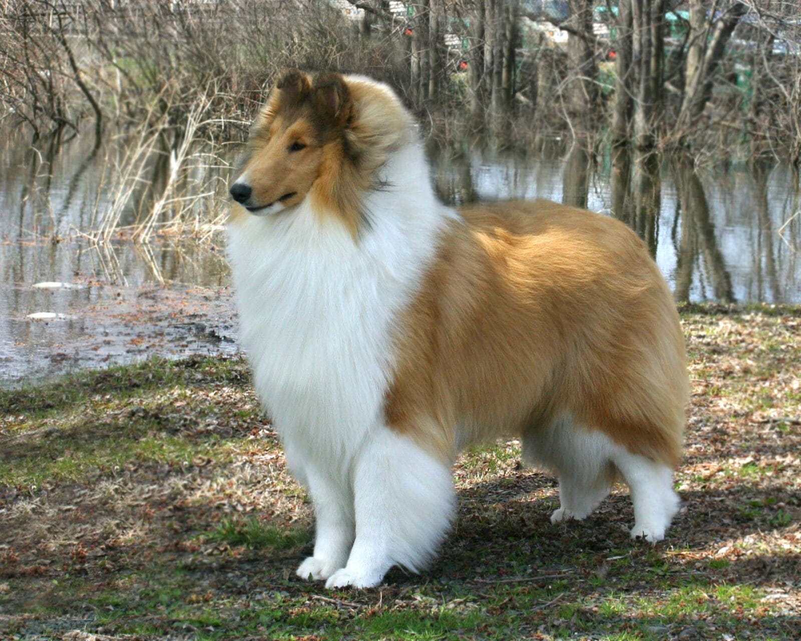 Sable & White Collie - Wyndlair Aurora Borealis