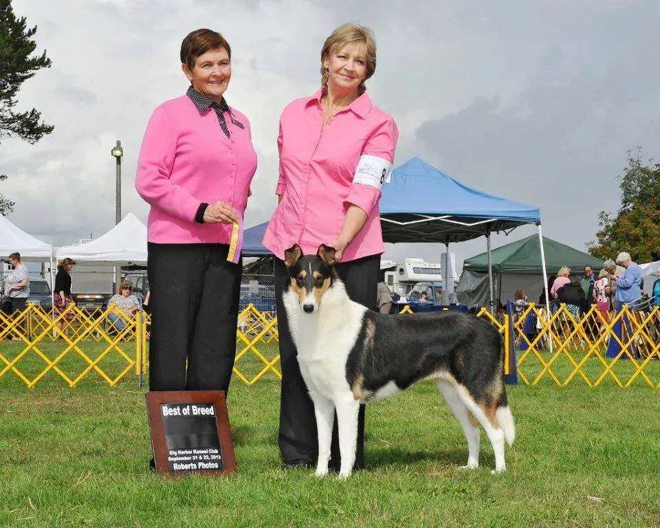 Smooth sales collie club