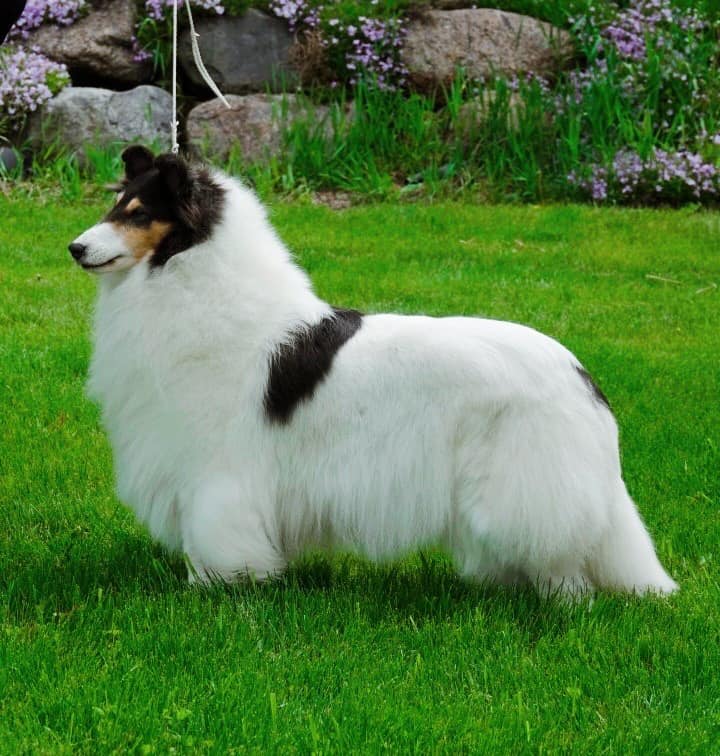 How Much Are Rough Collie Puppies