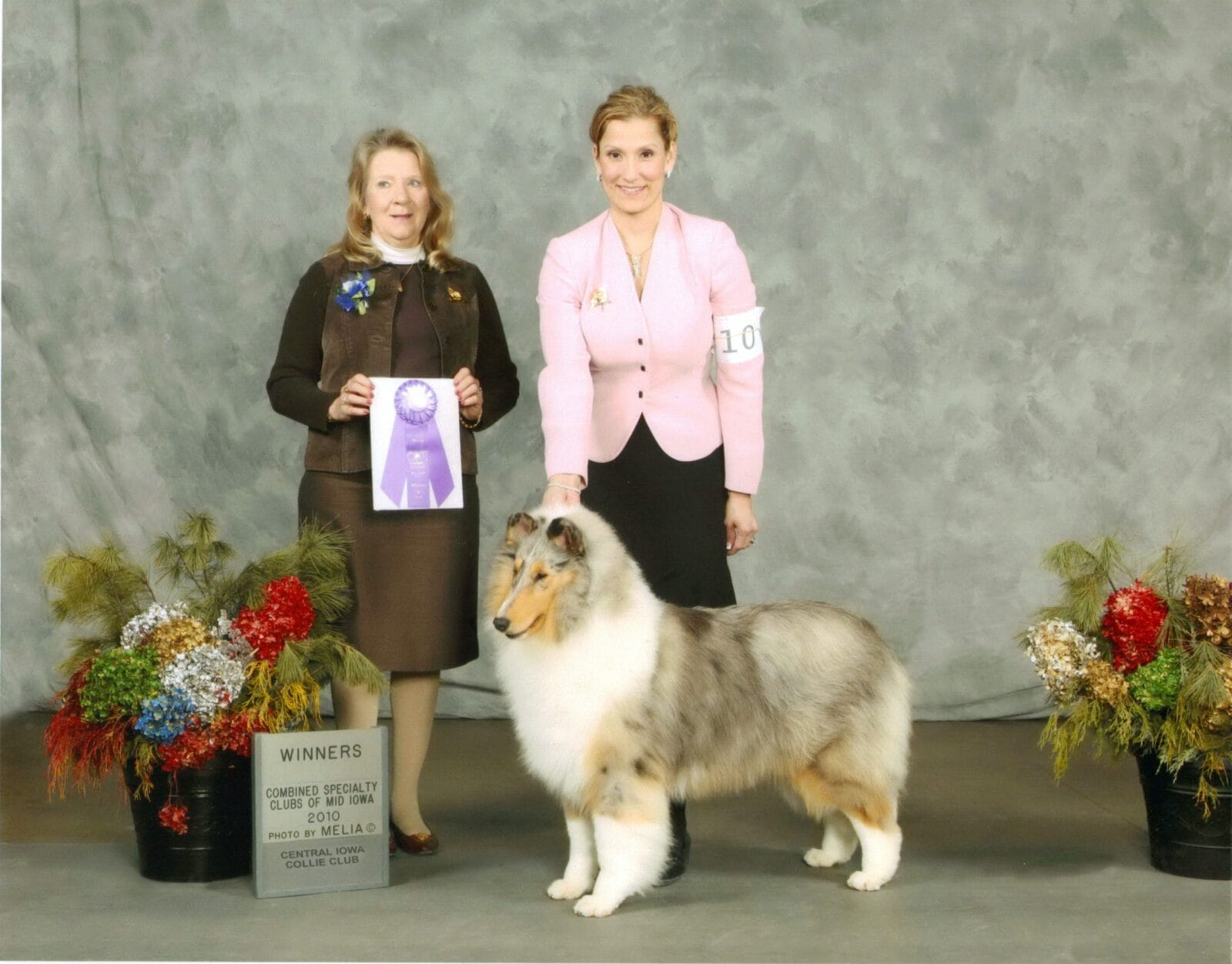 blue-merle-collie_wyndlair-rachel-alexandra_iowa-phyllis-autrey