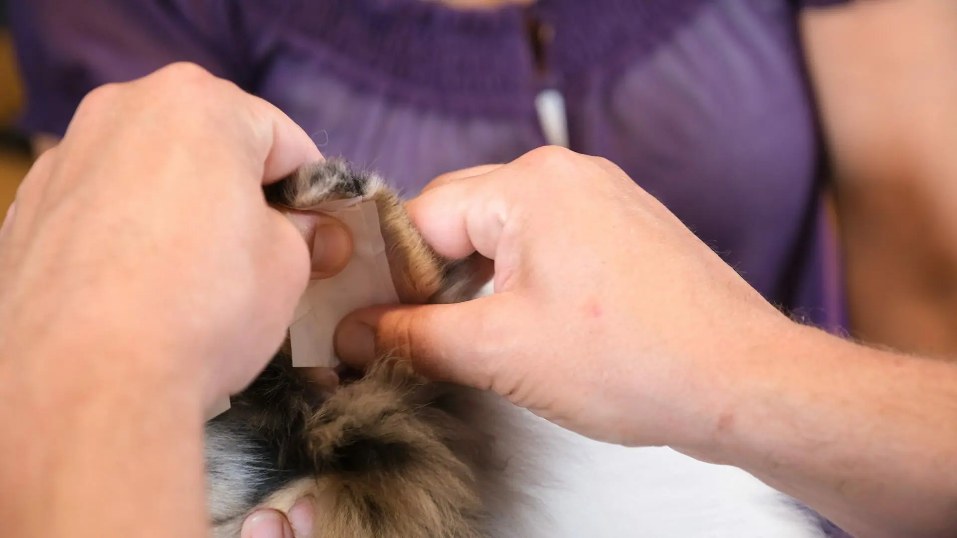 How to Tape Collie & Sheltie Ears: The Wyndlair Way