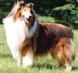 Tartanside collies sale for sale