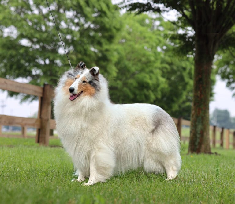 Wyndlair Paisley Skies - Blue-headed White Rough Collie